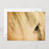 メッシーマネ ポストカード (正面/裏面)