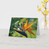 メッセージカード極楽鳥 カード (黄色い花)