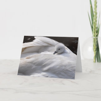 メッセージカード: 白鳥の背部のかわいいCygnet カード