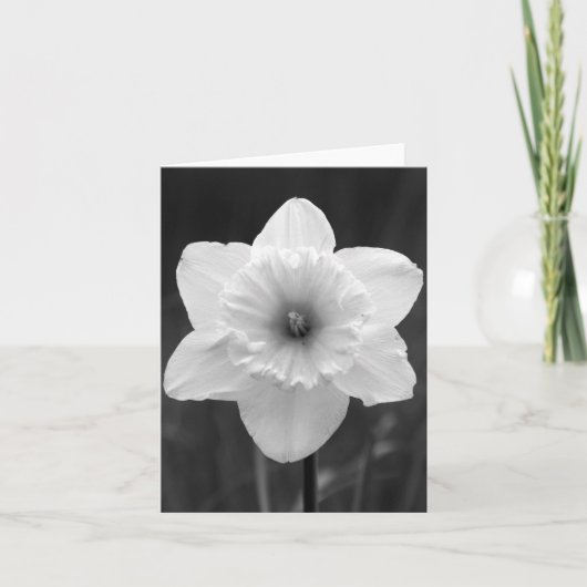 メッセージカード- B/Wのラッパスイセン サンキューカード (正面)