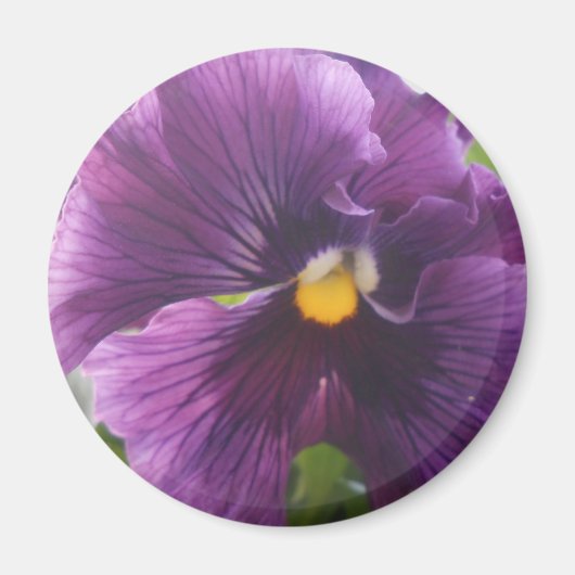 メッテルド マグネット (正面)