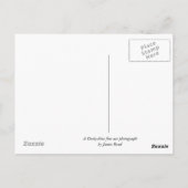 メドウズと壁 ポストカード (裏面)