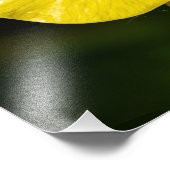 メドウバターカップ フォトプリント            (角)