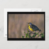 メドウヒバリ ポストカード (正面/裏面)