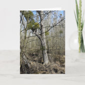 メドウランズ自然 カード (正面)