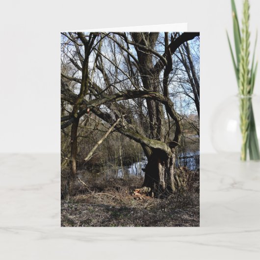 メドウランズ自然 カード (正面)