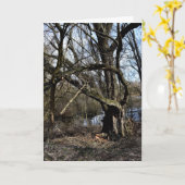 メドウランズ自然 カード (黄色い花)