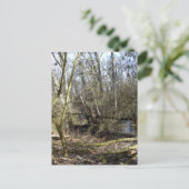 メドウランズ自然 ポストカード (スタンド正面)