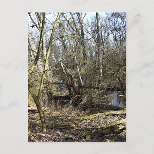 メドウランズ自然 ポストカード (正面)