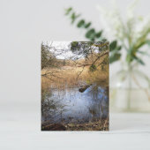 メドウランズ自然 ポストカード (スタンド正面)