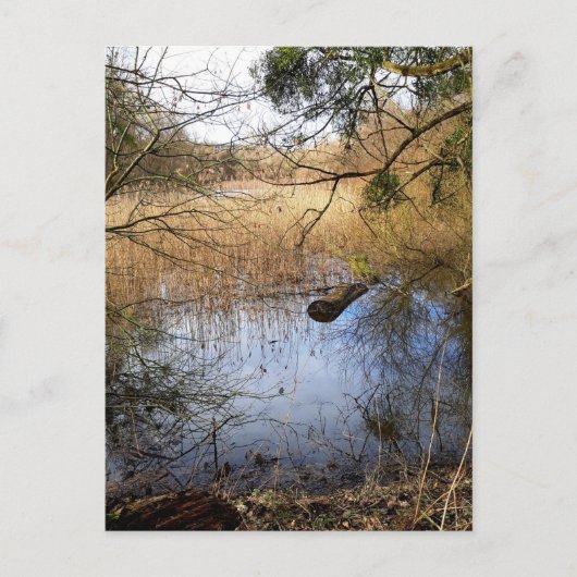 メドウランズ自然 ポストカード (正面)