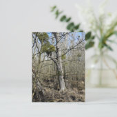 メドウランズ自然 ポストカード (スタンド正面)