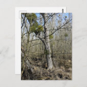 メドウランズ自然 ポストカード (正面/裏面)