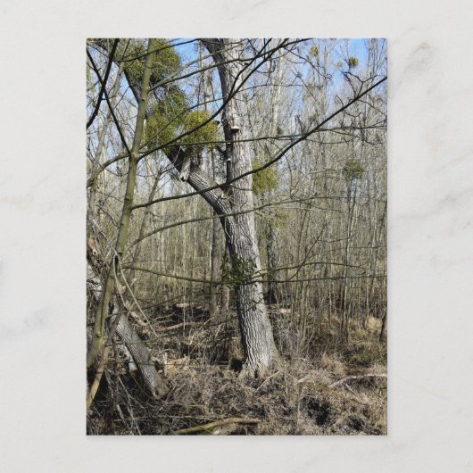 メドウランズ自然 ポストカード (正面)