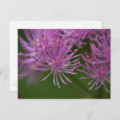 メドウルーポストカード ポストカード (正面/裏面)