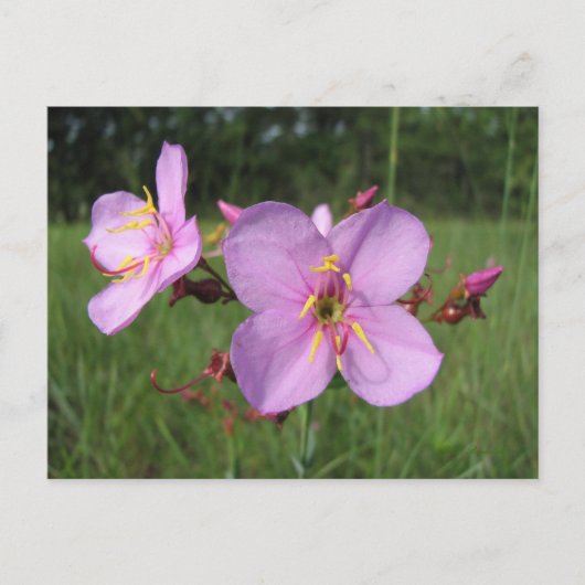 メドウ美しいはがき ポストカード (正面)