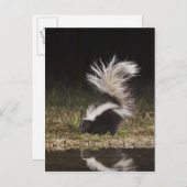 メフィストライプのティス・スカンク ポストカード (正面/裏面)