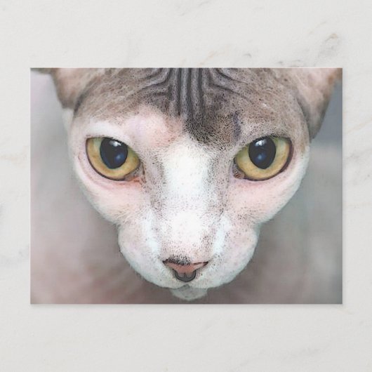 メフィスト ポストカード (正面)