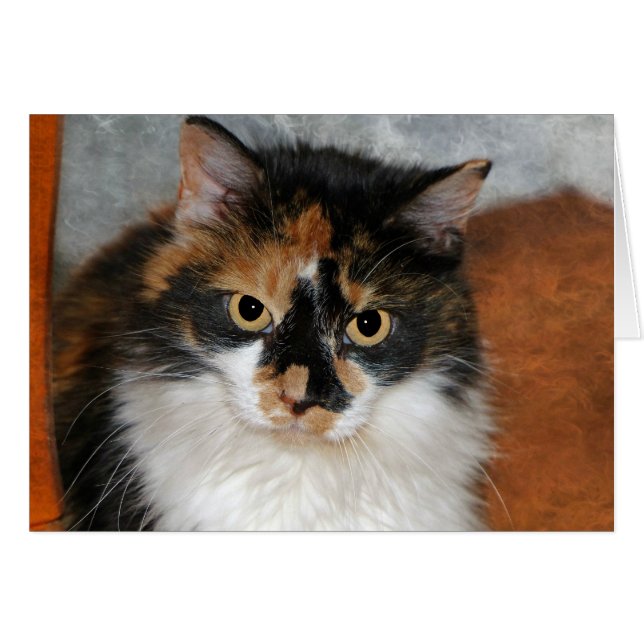 メムー (正面横)