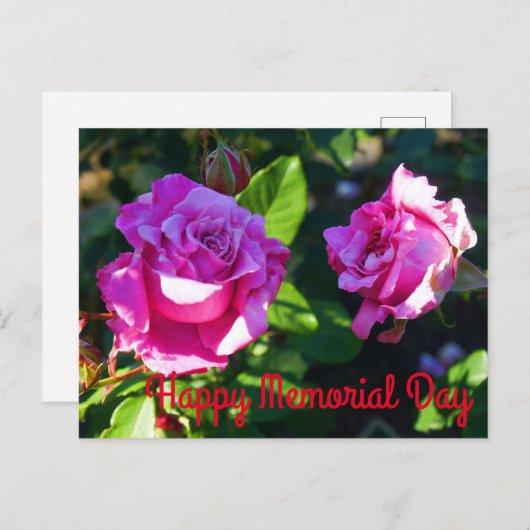 メモリアルデーおめでとう - メモリアルデーローズ #1 ポストカード (正面/裏面)