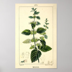 メリッセレモンバーム(Melissa officinalis)プリント ポスター