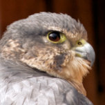 メリン《鳥》ハヤブサ猛禽類 ギフトボックス<br><div class="desc">メルリン《鳥》ハヤブサの獲物の美しい鳥の写真デザイン。</div>