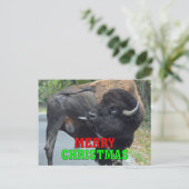 メリーおもしろいクリスマスの牛バイソン睾丸をなめる シーズンポストカード (スタンド正面)