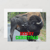 メリーおもしろいクリスマスの牛バイソン睾丸をなめる シーズンポストカード (正面/裏面)