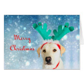 メリークリスマスかわいいペット犬研究室と〔雄ジカの〕枝角 (正面横)