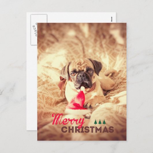 メリークリスマスのパグ シーズンポストカード (正面/裏面)
