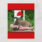 メリークリスマスのヤギの挨拶 シーズンポストカード (正面)