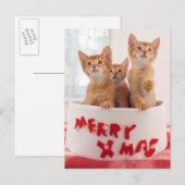 メリークリスマスの猫ちゃん シーズンポストカード (正面/裏面)