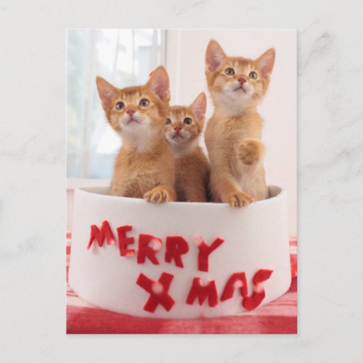 メリークリスマスの猫ちゃん シーズンポストカード (正面)