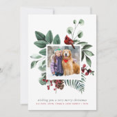 メリークリスマスウィンターレッド（鳥）ショウジョウコウカンチョウ写真 シーズンカード (正面)