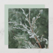 メリークリスマスエベ霜の降りたグリーンブランチ シーズンカード (正面/裏面)