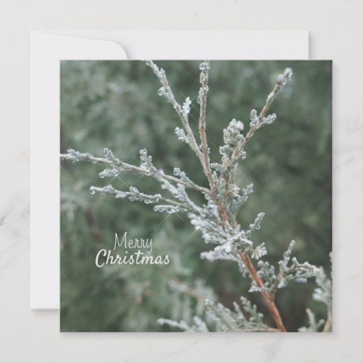 メリークリスマスエベ霜の降りたグリーンブランチ シーズンカード (正面)