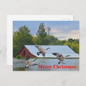 メリークリスマスカナダガチョウが池に着陸 シーズンポストカード (正面/裏面)