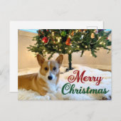 メリークリスマスコルギ美しい犬写真 ポストカード (正面/裏面)