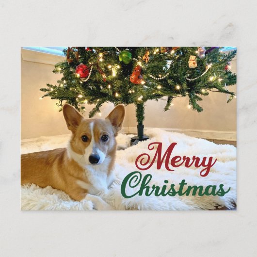 メリークリスマスコルギ美しい犬写真 ポストカード (正面)