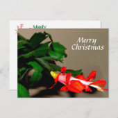 メリークリスマスサボテン シーズンポストカード (正面/裏面)