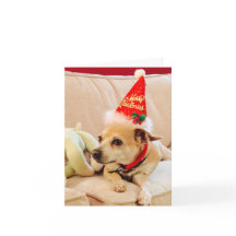 メリークリスマスチワワかわいこちゃん4サディー