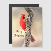 メリークリスマスノーザン（鳥）ショウジョウコウカンチョウマグネット (正面/裏面)