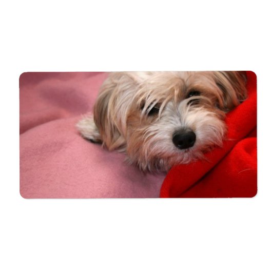 メリークリスマスプレゼントラベルラベル ラベル (正面)