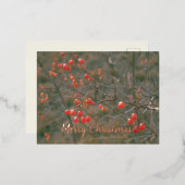 メリークリスマスレッドベリーフェスティバル自然写真 箔シーズンポストカード (正面/裏面)