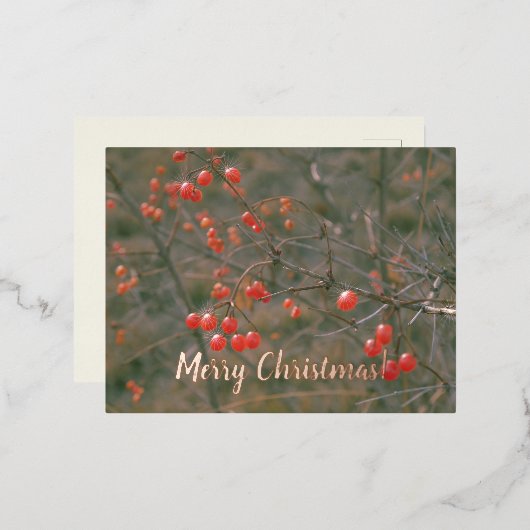メリークリスマスレッドベリーフェスティバル自然写真 箔シーズンポストカード (正面/裏面)
