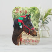 メリークリスマス子馬カード (スタンド正面)