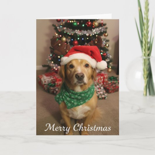 メリークリスマス犬 カード (正面)