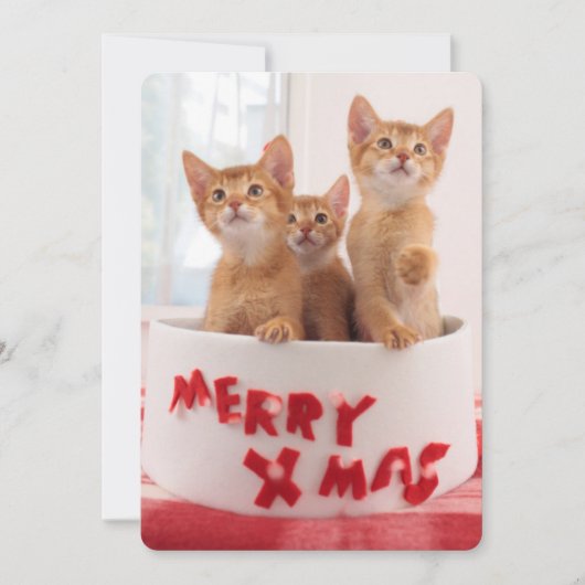 メリークリスマス猫ちゃん シーズンカード (正面)