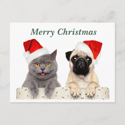 メリークリスマス猫とパグ犬 シーズンポストカード (正面)