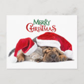 メリークリスマス猫と犬 シーズンポストカード (正面)